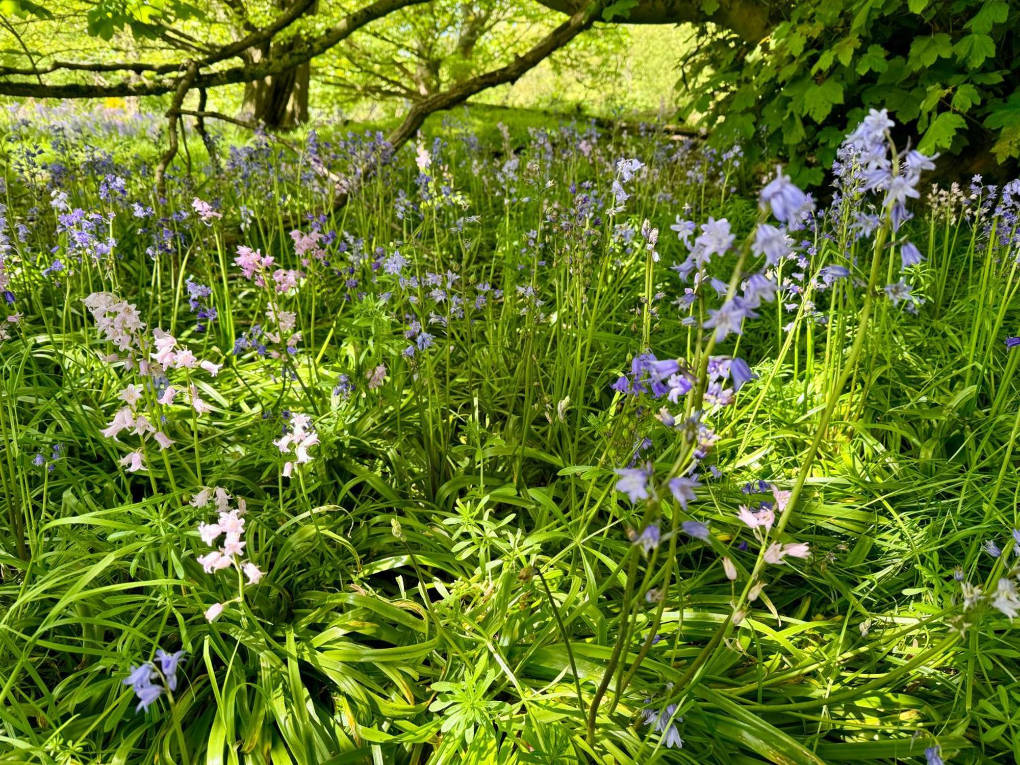 Cockley Hill Farm Bed & Breakfast Brackley  Bagian luar foto
